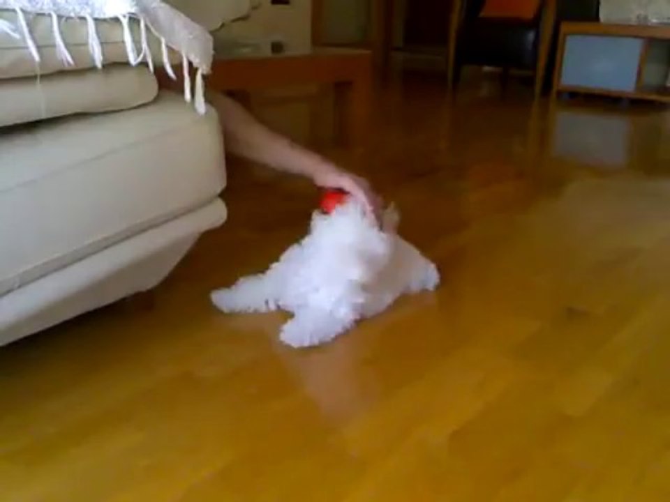 My bichon frise puppy - Popcorn