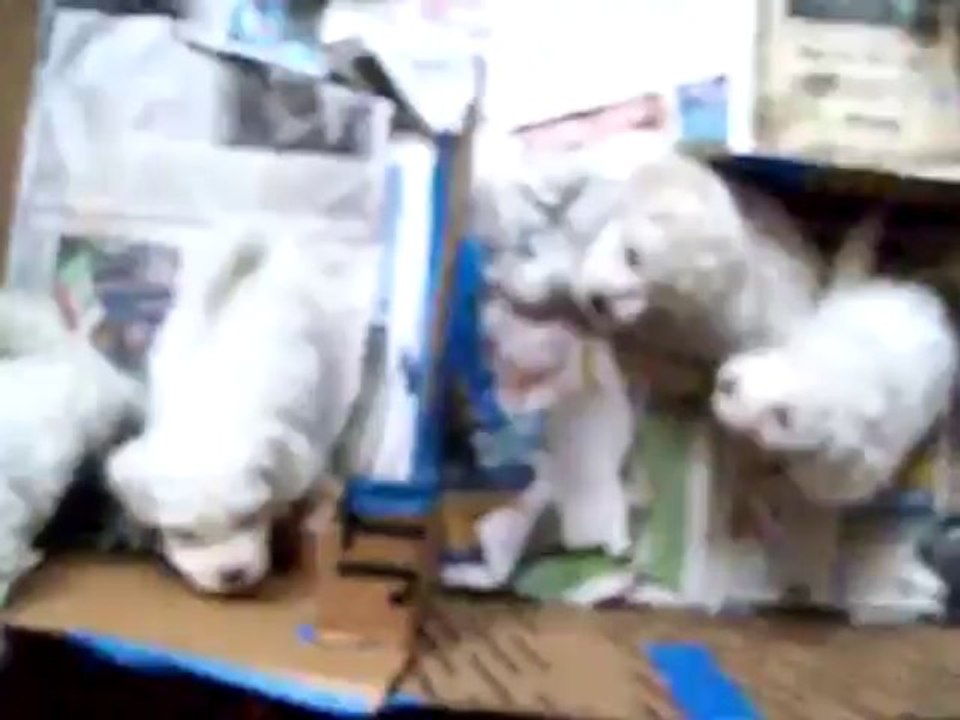 5 week old bichon frise