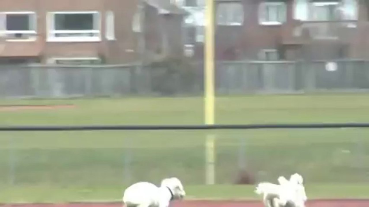 Bichon Frise Running & Fighting in the Park, Puppy & Dog Chase