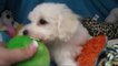 Bichon Frise - Small, Cute and Active Dog