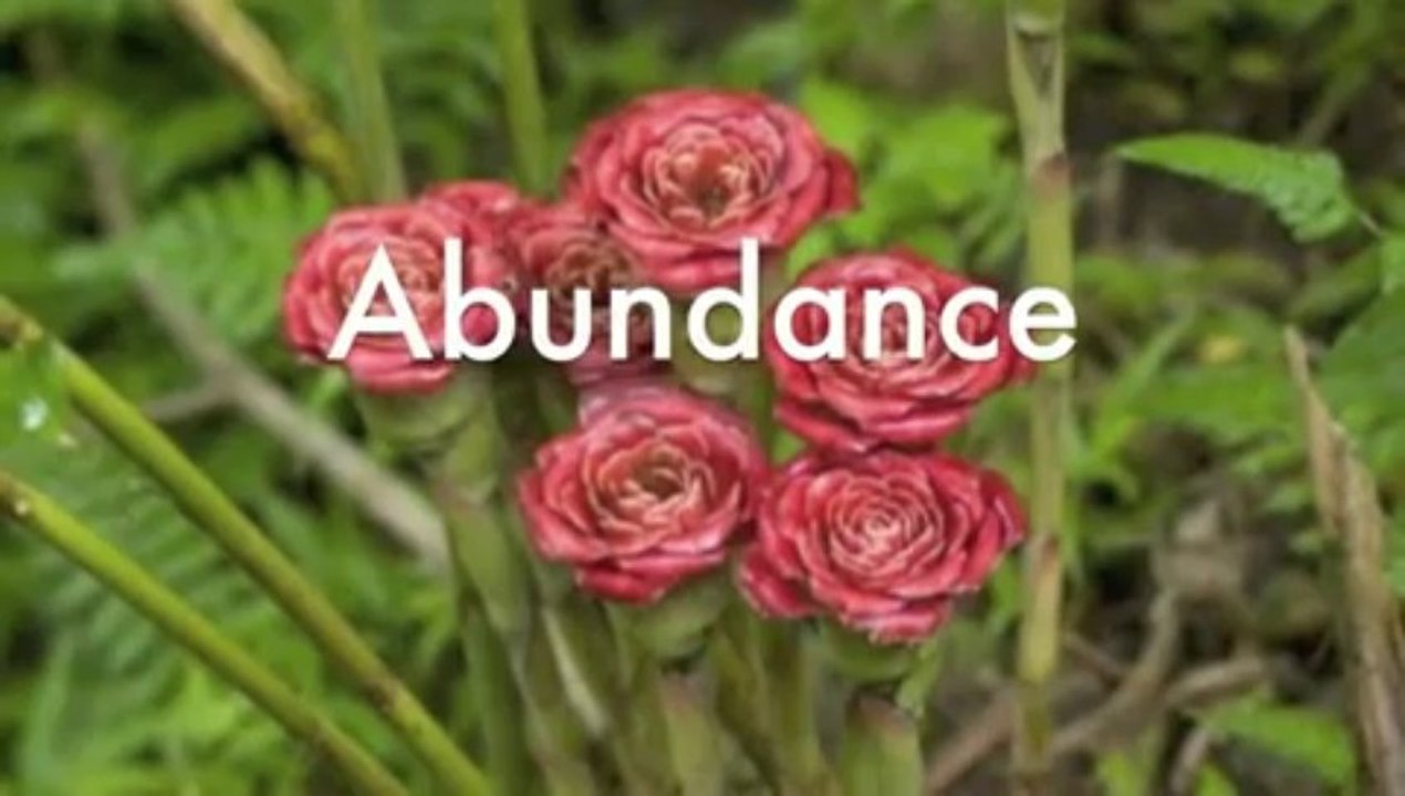 Ho'oponopono Clearing Audio, Hooponopono, Ho'oponopono, Hoponopono