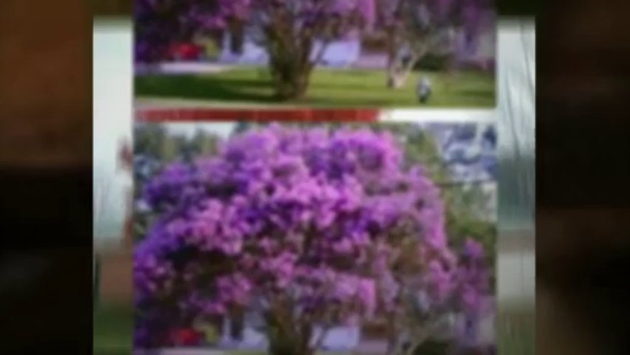 Large Trees For Sale