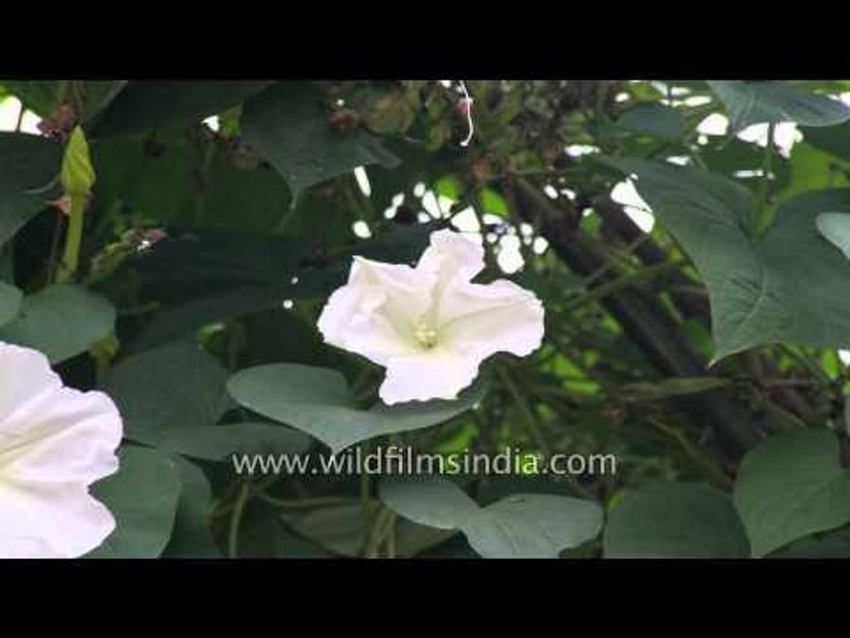 Time lapse of Common night glory blooming