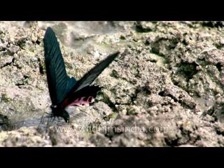 Redbreast butterfly in Siro, Arunachal Pradesh