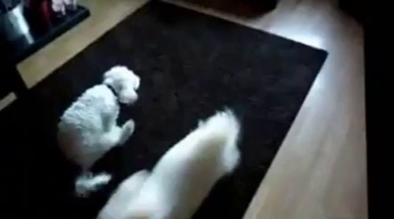 bichon frise mating