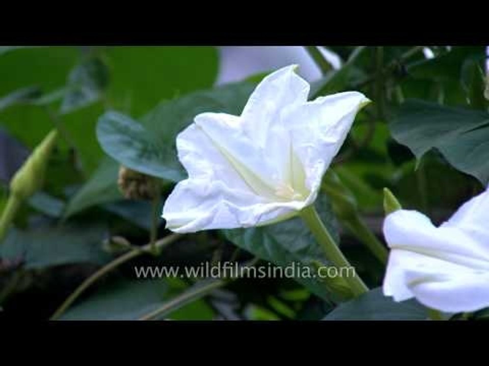 Time lapse of Common Night Glory flower