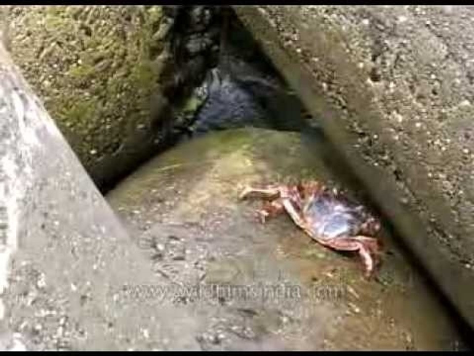 Crab walking between the rocks, Maharashtra