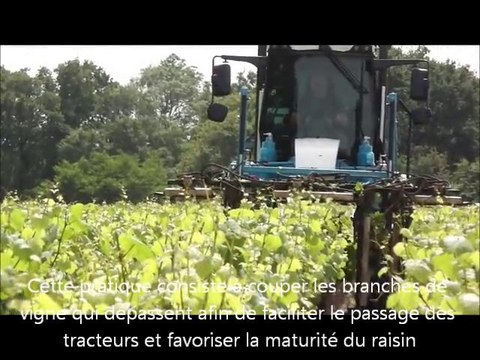 12 mois dans les vignes du Domaine du Haut Bourg