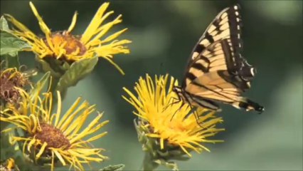 FON MUZIK FIKRIMIN INCE GULLU