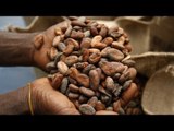 Cocoa plant disease ravages Ivory Coast plantations, threatens world supply