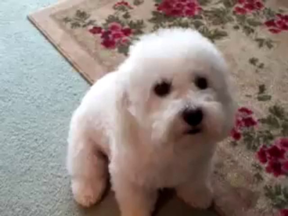 Bichon Frise
