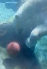 L'ours qui se prend pour Tony Parker