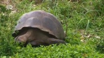Galapagos Islands Affected by Climate Change | Global 3000