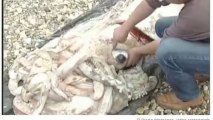 400-Pound Massive Squid Washes Up on Beach in Spain