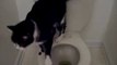 Cat using WC | How to Stop Cat Peeing Everywhere