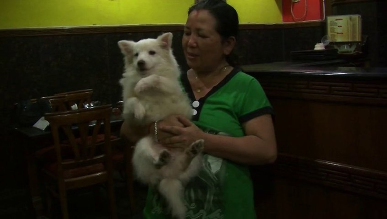 Smart Dog in N.DELHI