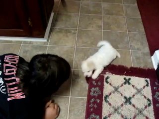 Bichon Frise puppy thinks he&#39;s mean!..