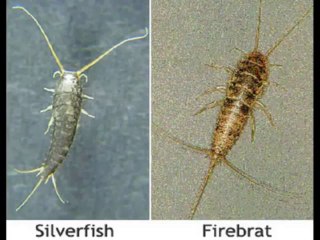 Silverfish Control - Silverfish Control Review