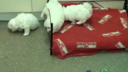 Little Rascals Uk breeders New litter of pedigree Bichon frise