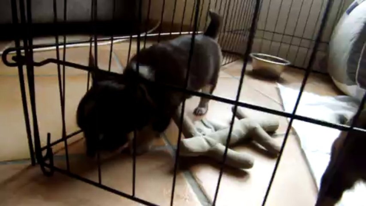 Bébés de Geisha et Heloa fun