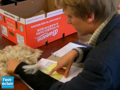 Concours européen d'alpagas et de lamas à Lagesse