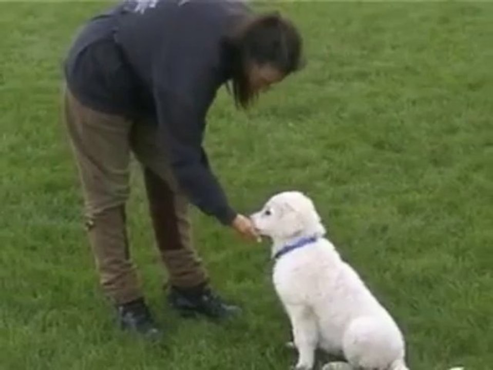 Basic clicker training 2 (clickertraining for dog, dogs)