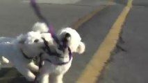 Bichon Frise Puppy & Dog Biting Leashes Acting Crazy Playing on their Morning Walk