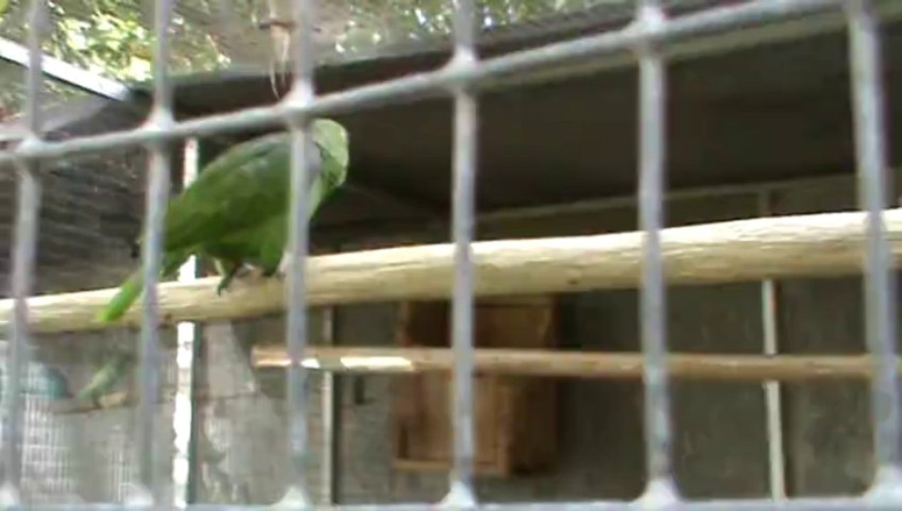 Madeira Jardim Botanico Papageien Park (4)