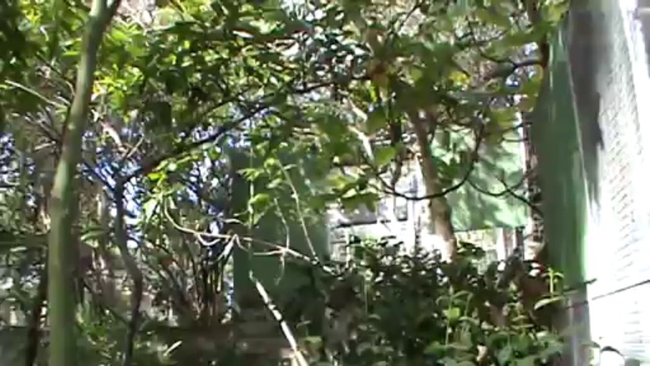 Madeira Jardim Botanico Papageien Park (5)