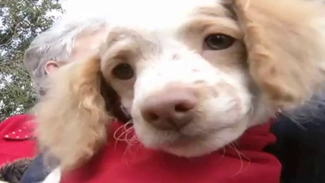 No Te Hagas Pato TEMA: Amor a los Animales