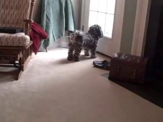 Bichon Frise & Shitzu both mixed with Toy Poodles