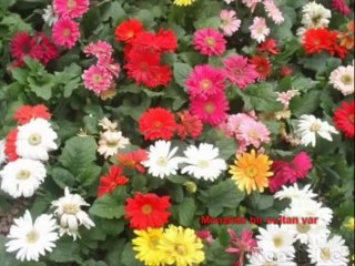 Muhammed Ali   Şahe Zamane-http___www.ilahidinle.be_category_abdurrahman-onul-ilahileri_