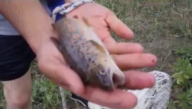 Bu balığın tanesi 100 lira