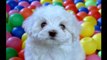 Bichon Frise Dog breed :Details of Bichon Frise Dog:Information:Video:Images:News Bichon Frise dog
