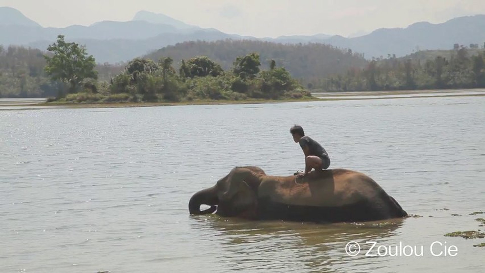 ⁣Elephants sans défense