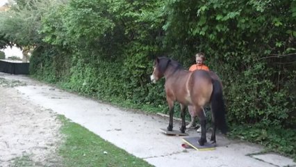 Lele und das Clickertraining - die Miniwippen III