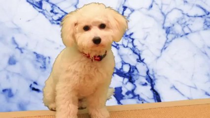 Cute Bichon Frise Cotton Dances and Spins for Talent Hounds