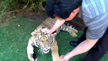 Removing a baby tooth from a Tiger mouth!! Impressive...