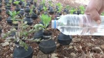 Grieving Palestinian mother grows garden in tear gas canisters