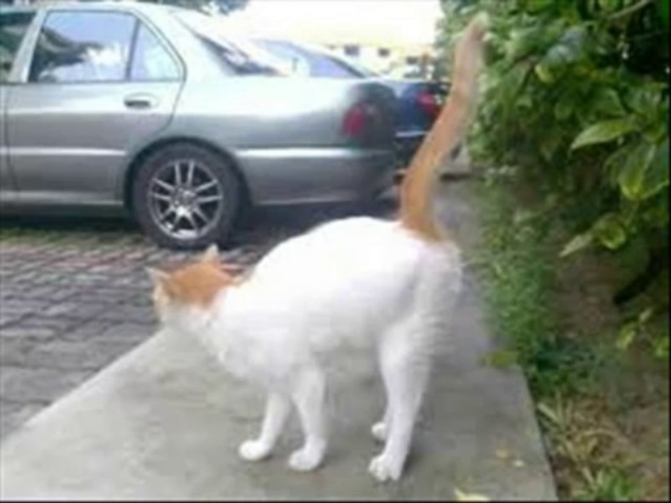 Stop Cat Peeing On The Bed! 