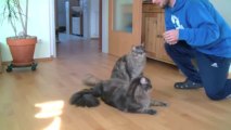 Maine Coon Clickertraining