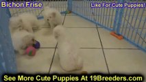 Bichon, Frise, Puppies, For, Sale, In, Orlando, Florida, FL, Palm Bay, Deltona, Lakeland County