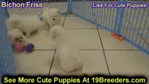 Bichon, Frise, Puppies, For, Sale, in, Miami, Florida, FL, Beach, Gardens, Hialeah, Davie, Miramar