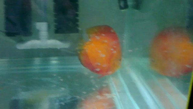 Red Cover Albino & Blood Diamond Yavrularım (Bir Haftalık)