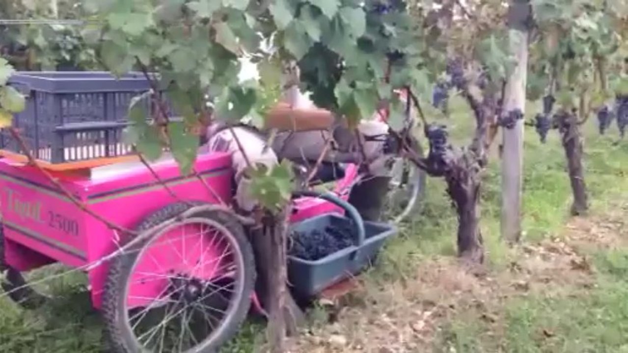Le Trail pendant les vendanges
