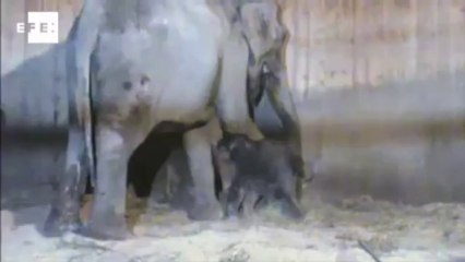 Nace un elefante asiático en el Zoo de Madrid
