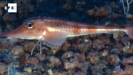 El hallazgo de un nuevo crustáceo en Galicia remarca la necesidad de proteger fondo marino.