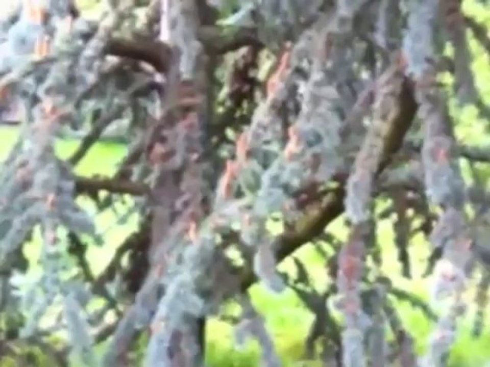 Le mystère de la poudre jaune résolu !