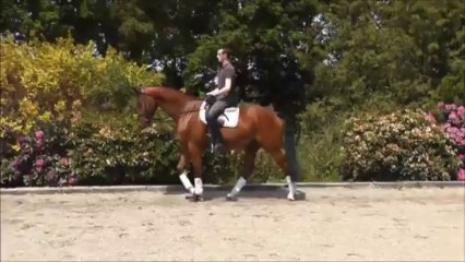 Conteur - 2009 - Gelding