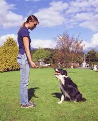Dove Cresswells Dog Training Online. Review + Bonus